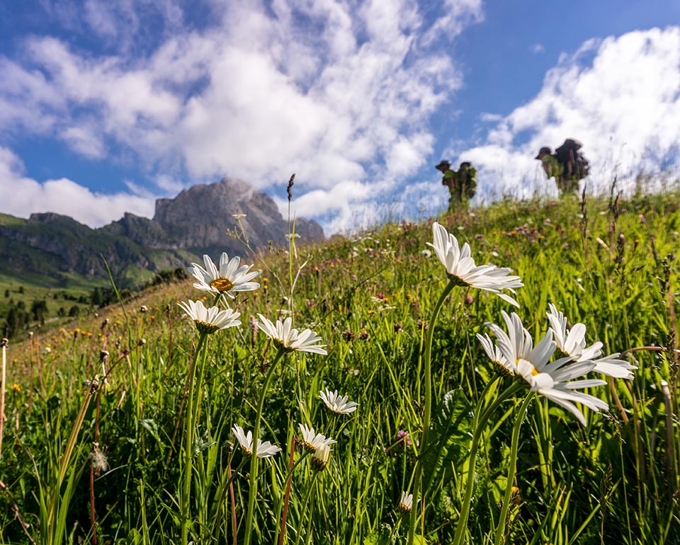 Wandern - Wandervorschläge und Touren - Seceda in St. Ulrich in Gröden in den Dolomiten